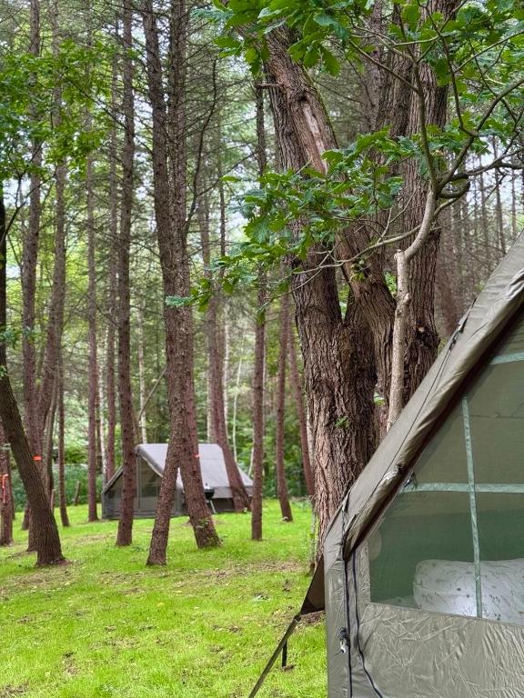 Założyciel Sanovia Glamping w lesie nad brzegiem rzeki San o poranku